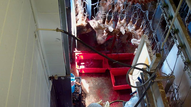 Hens flapping after sticking