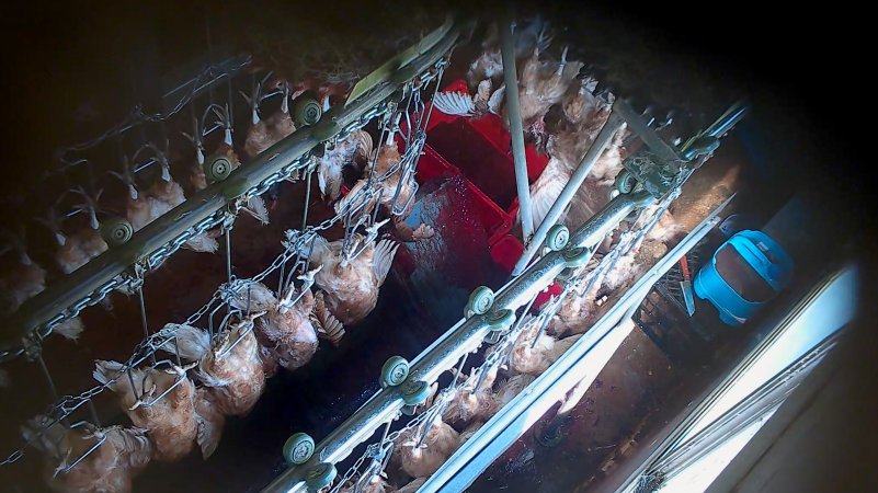 Hens on shackle line after sticking