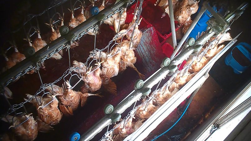 Hens on shackle line after sticking