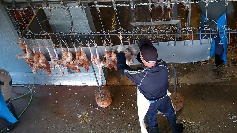 Workers shackling dead and defeathered chickens.