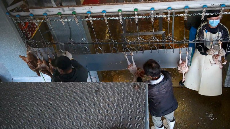 Workers shackling dead and defeathered chickens.