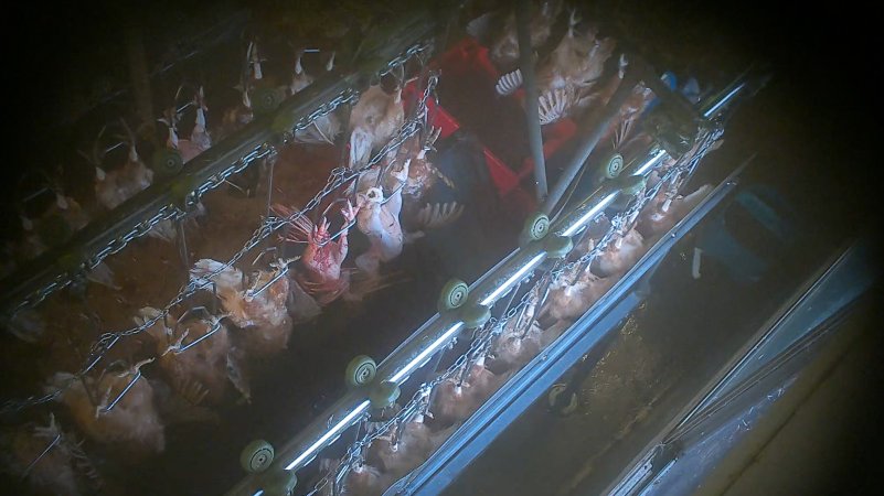 Dead and defeathered chickens reshackled