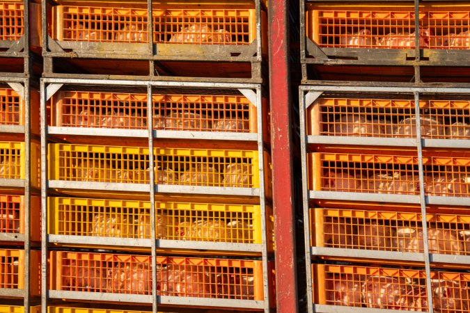 Melbourne Chicken Save Vigil - April 2025