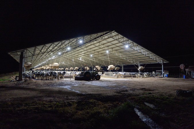 Cows in zero graze barn
