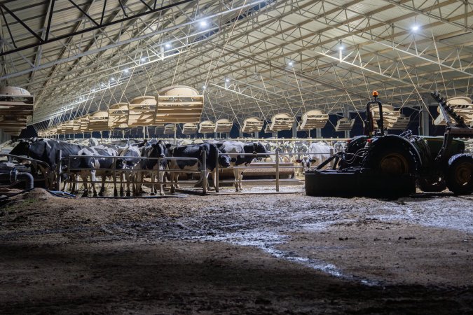 Cows in zero graze barn