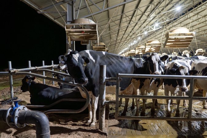 Cows in zero graze barn