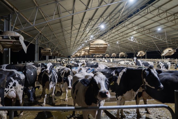 Cows in zero graze barn