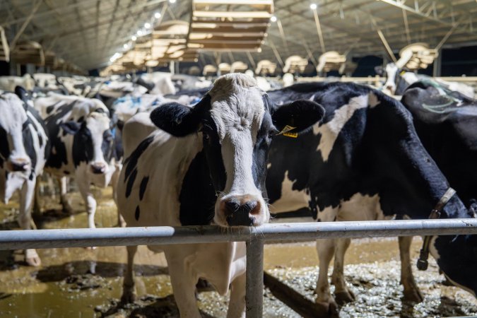 Cows in zero graze barn