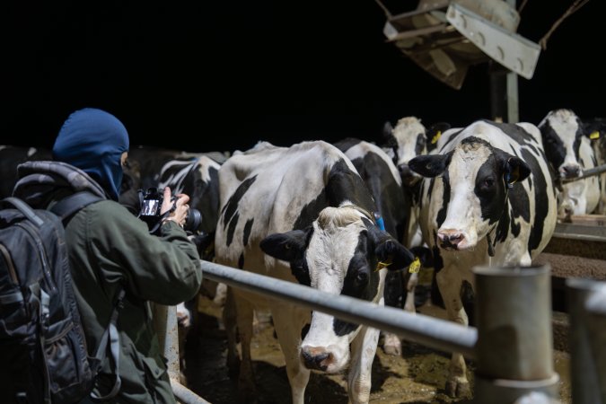 An investigator films cows in zero graze barn