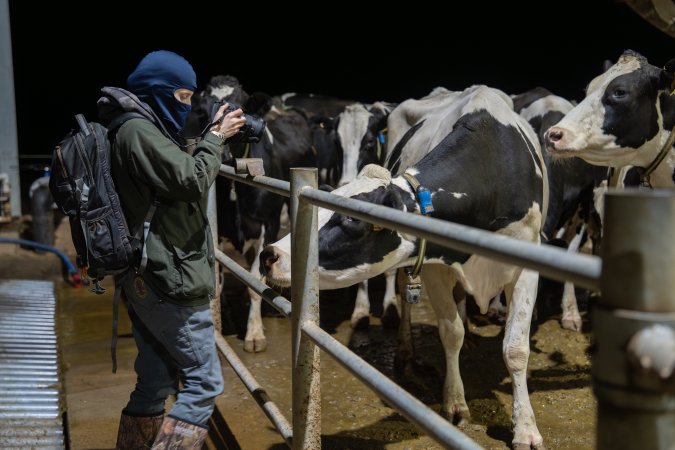An investigator films cows in zero graze barn