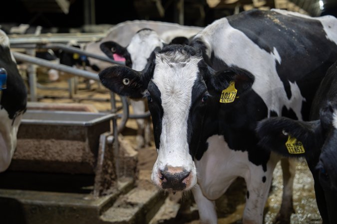 Cows in zero graze barn