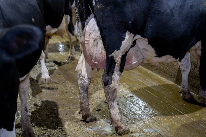 Cow with large udder