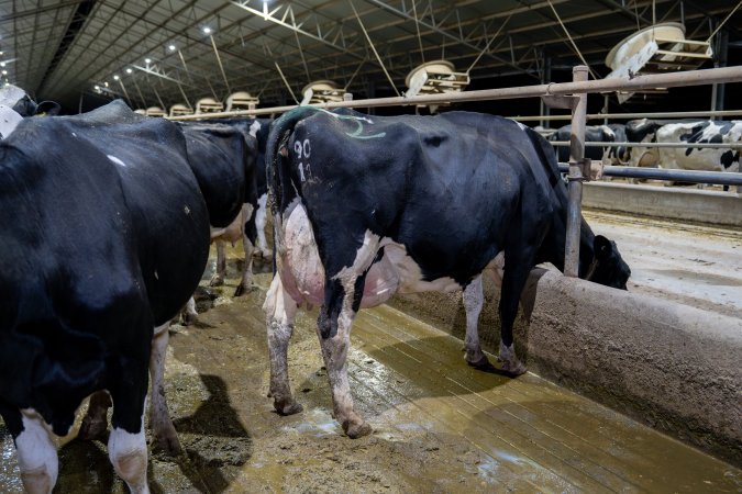 Cow with large udder