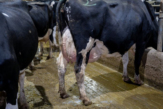 Cow with large udder