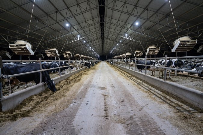 Cows in zero graze dairy