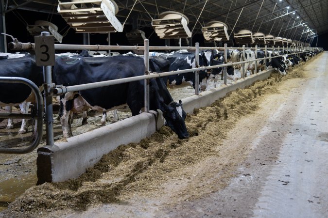 Cows in zero graze dairy