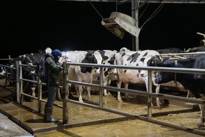 An investigator films cows in barn