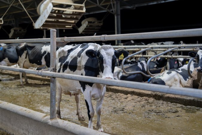 Cows in zero graze dairy.
