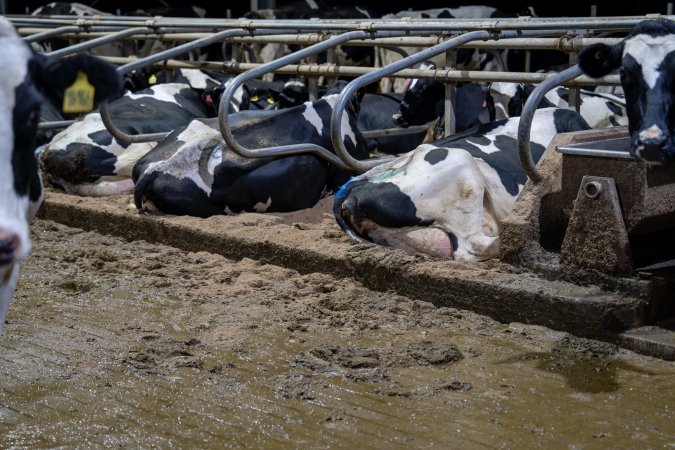 Cows in sand beds