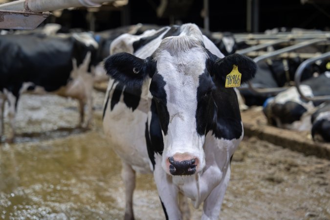 Cows in zero graze dairy.