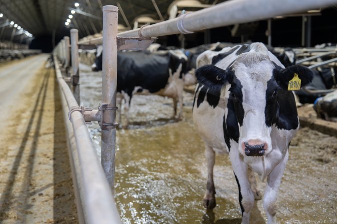Cows in zero graze dairy.