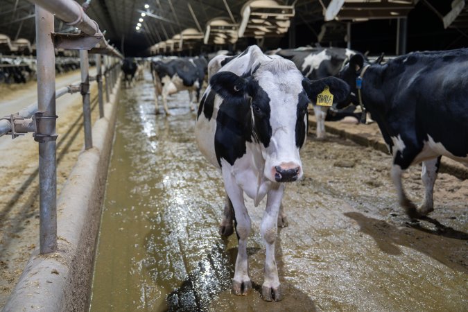 Cows in zero graze dairy.