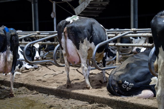 Cows in sand beds