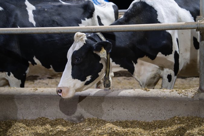 Cows in zero graze dairy.