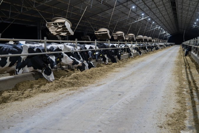 Cows in zero graze dairy.