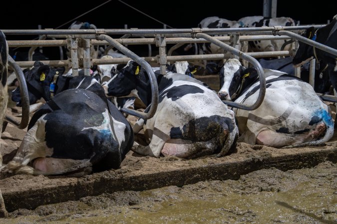 Cows in sand beds