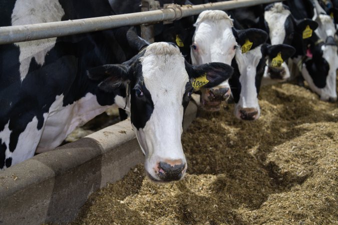 Cows in zero graze dairy.