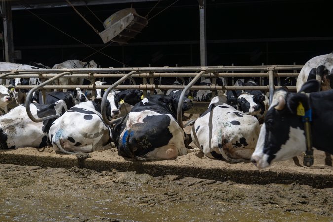 Cows in sand beds