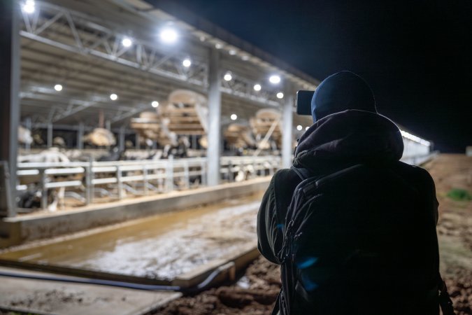 An investigator films cows in zero graze shed