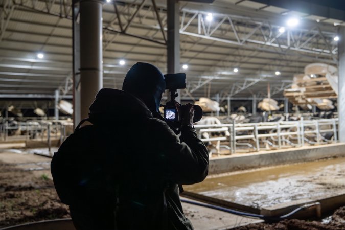 An investigator films cows in zero graze shed