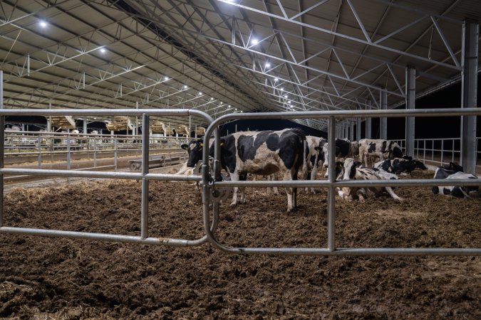 Maternity shed at dairy factory farm