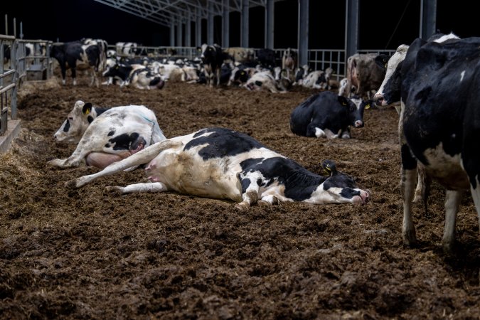Maternity shed at dairy factory farm