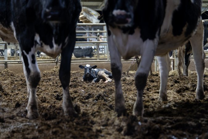 Calf in maternity shed at dairy factory farm