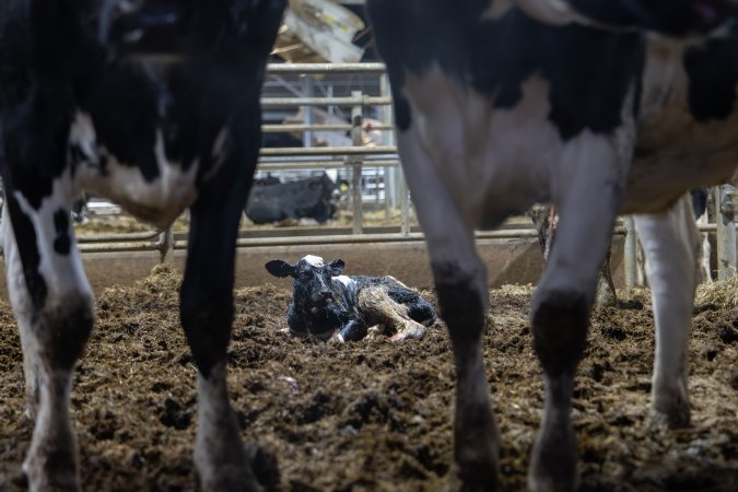 Calf in maternity shed at dairy factory farm