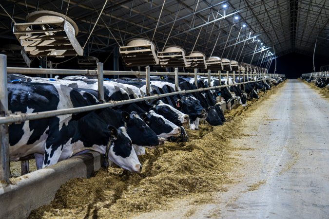 Cows in zero graze barn