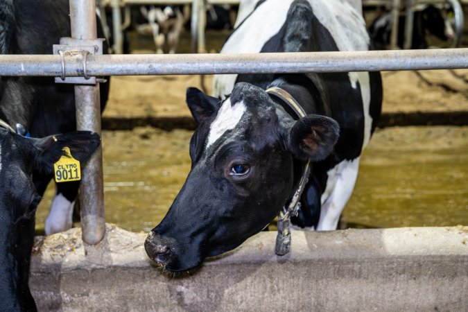 Cow in zero graze dairy