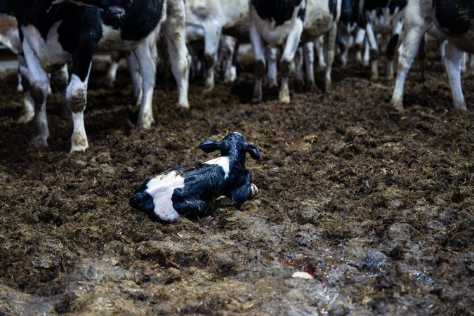 Calf in maternity shed at dairy factory farm