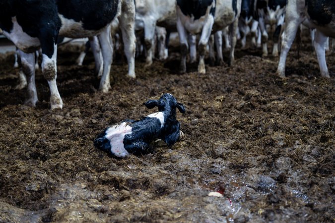Calf in maternity shed at dairy factory farm