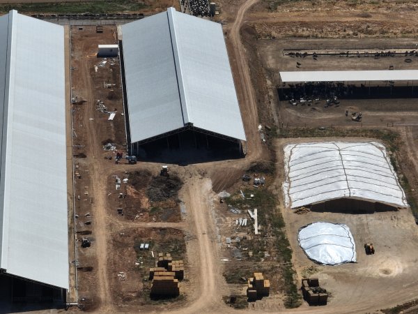 Maternity shed at Calmo Farms