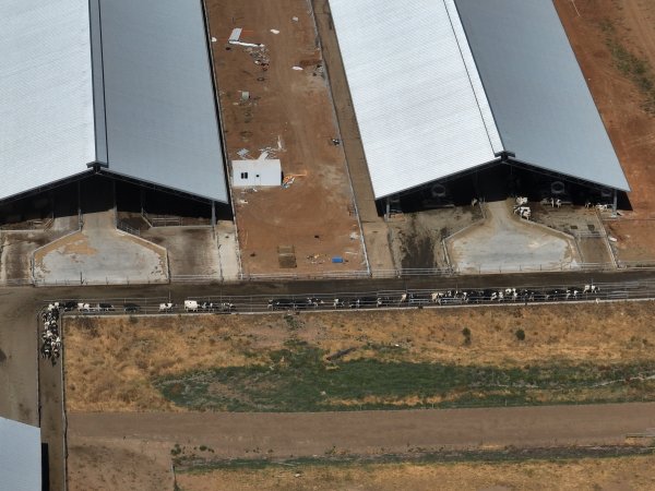 Cows walking to be milked