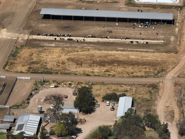 Heifers in open barn
