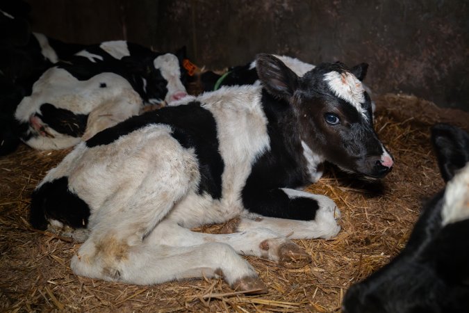 Calf in calf pen