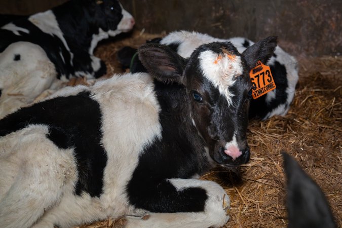 Calf in calf pen
