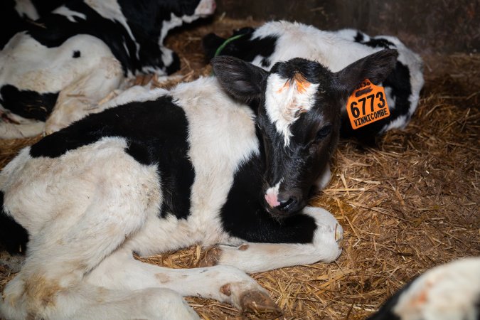 Calf in calf pen