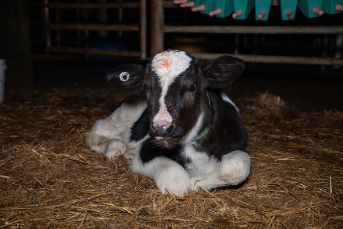 Calf in calf pen