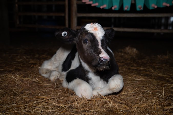 Calf in calf pen
